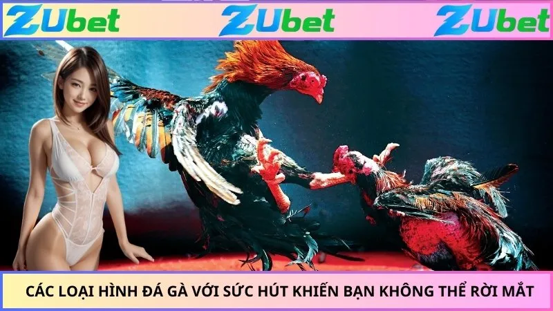 Các loại hình đá gà với sức hút khiến bạn không thể rời mắt