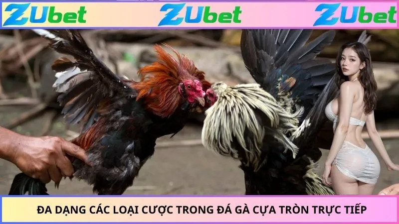 Đa dạng các loại cược trong đá gà cựa tròn trực tiếp