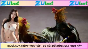 Đá Gà Cựa Tròn Trực Tiếp – Cơ Hội Đổi Đời Ngay Phút Này