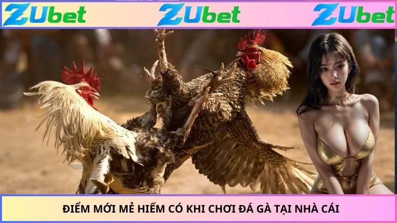Điểm mới mẻ hiếm có khi chơi đá gà tại nhà cái