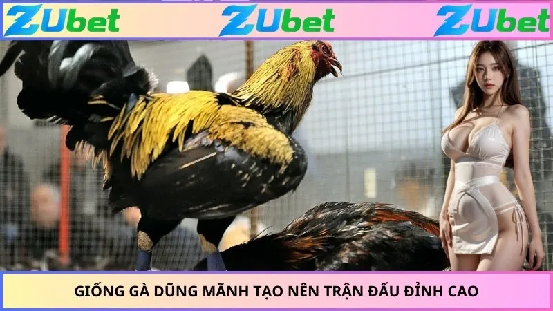 Giống gà dũng mãnh tạo nên trận đấu đỉnh cao