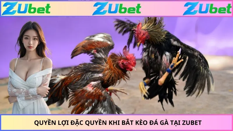 Quyền lợi đặc quyền khi bắt kèo đá gà tại ZUBET