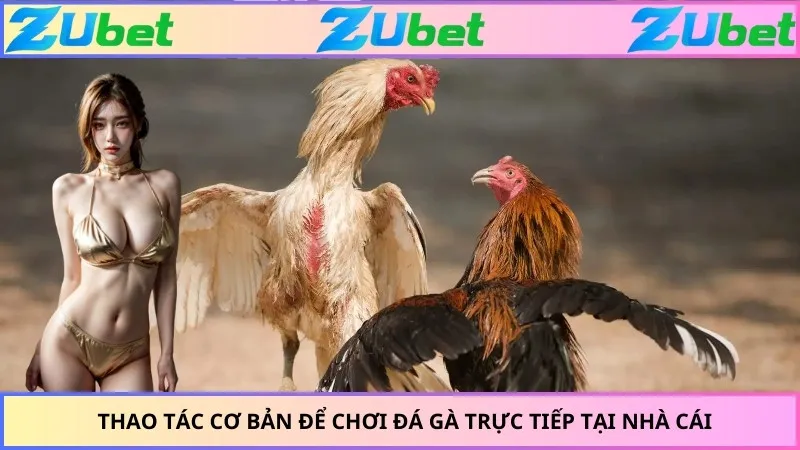 Thao tác cơ bản để chơi đá gà trực tiếp tại nhà cái