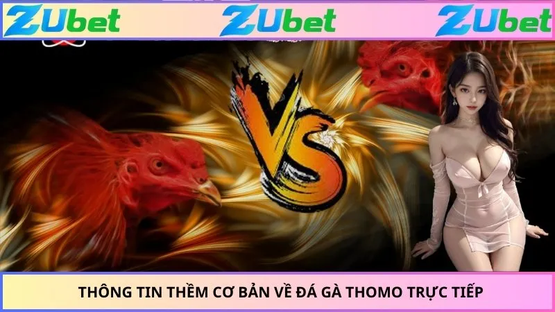 Thông tin thềm cơ bản về đá gà thomo trực tiếp