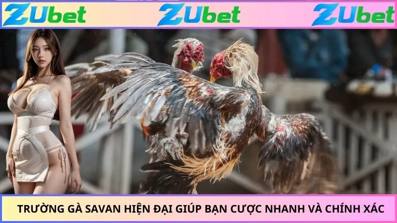 Trường gà savan hiện đại giúp bạn cược nhanh và chính xác