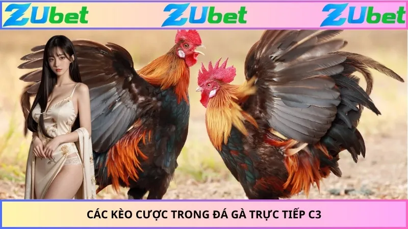 Các kèo cược trong đá gà trực tiếp C3