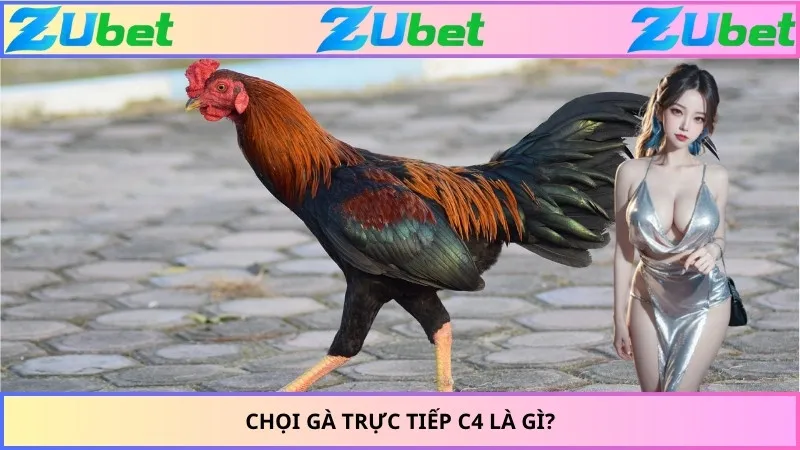Chọi gà trực tiếp C4 là gì?