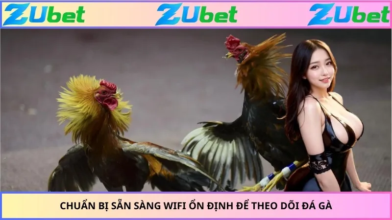 Chuẩn bị sẵn sàng wifi ổn định để theo dõi đá gà