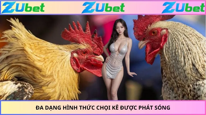 Đa dạng hình thức chọi kê được phát sóng