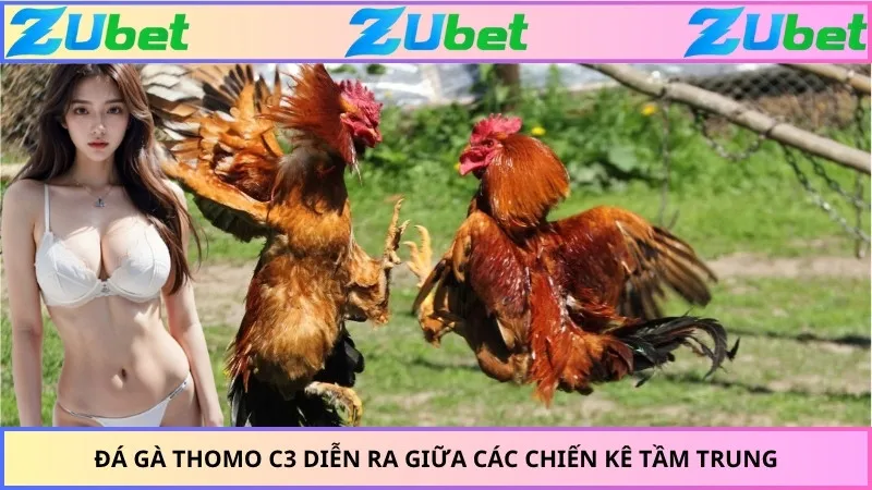 Đá gà Thomo C3 diễn ra giữa các chiến kê tầm trung
