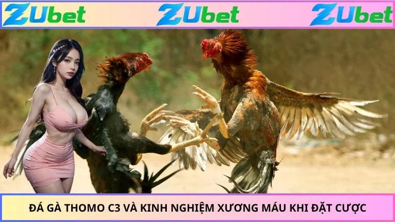 Đá Gà Thomo C3 Và Kinh Nghiệm Xương Máu Khi Đặt Cược
