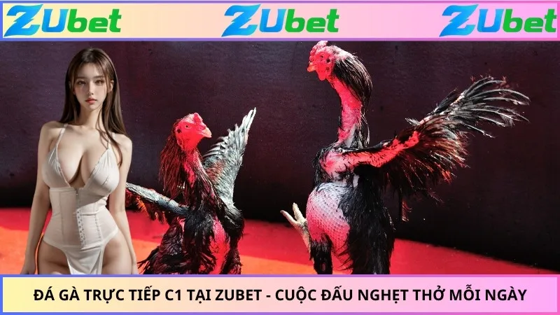 Đá Gà Trực Tiếp C1 Tại ZUBET - Cuộc Đấu Nghẹt Thở Mỗi Ngày