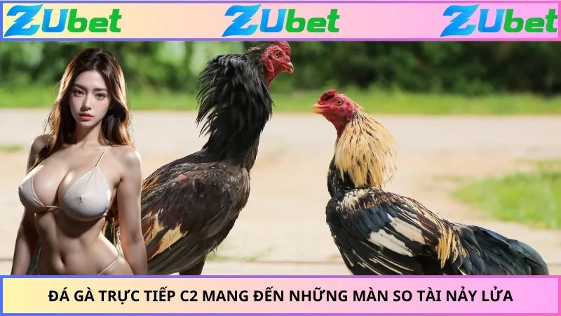 Đá Gà Trực Tiếp C2 Mang Đến Những Màn So Tài Nảy Lửa