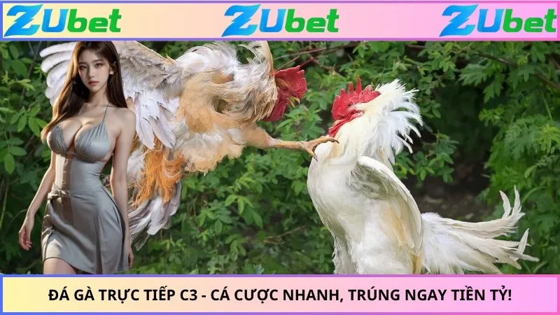 Đá Gà Trực Tiếp C3 - Cá Cược Nhanh, Trúng Ngay Tiền Tỷ!