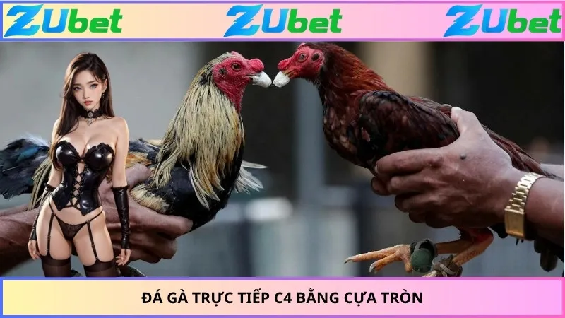 Đá gà trực tiếp C4 bằng cựa tròn