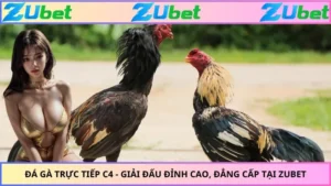 Đá Gà Trực Tiếp C4 - Giải Đấu Đỉnh Cao, Đẳng Cấp Tại ZUBET