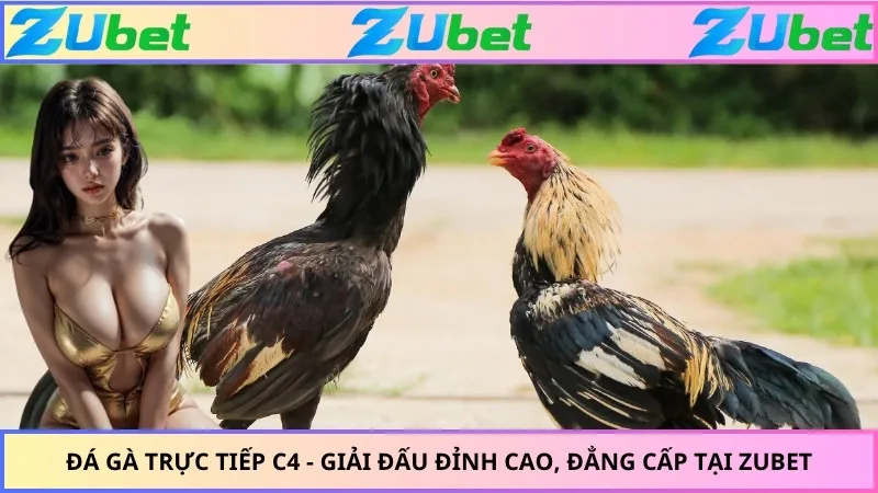 Đá Gà Trực Tiếp C4 - Giải Đấu Đỉnh Cao, Đẳng Cấp Tại ZUBET