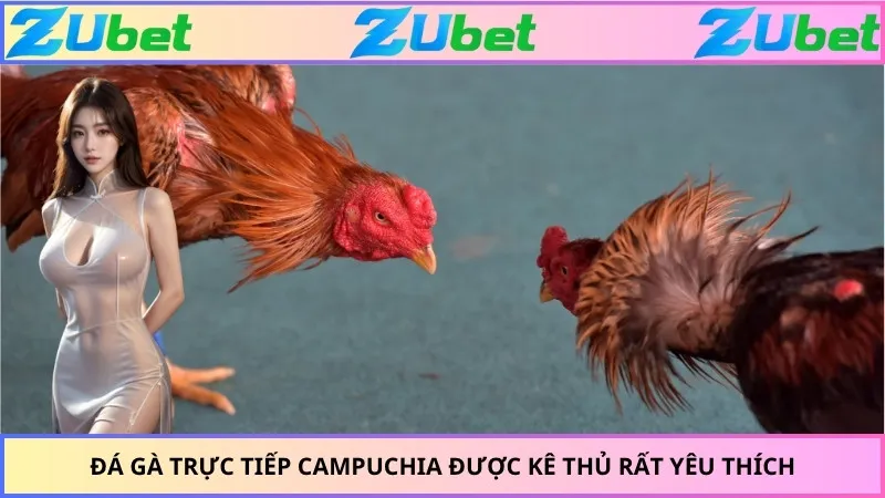 Đá gà trực tiếp Campuchia được kê thủ rất yêu thích