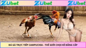 Đá Gà Trực Tiếp Campuchia - Thế Giới Chọi Kê Đẳng Cấp