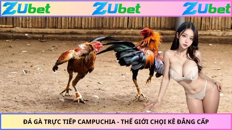 Đá Gà Trực Tiếp Campuchia - Thế Giới Chọi Kê Đẳng Cấp