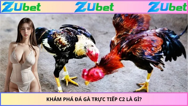 Khám phá đá gà trực tiếp C2 là gì?