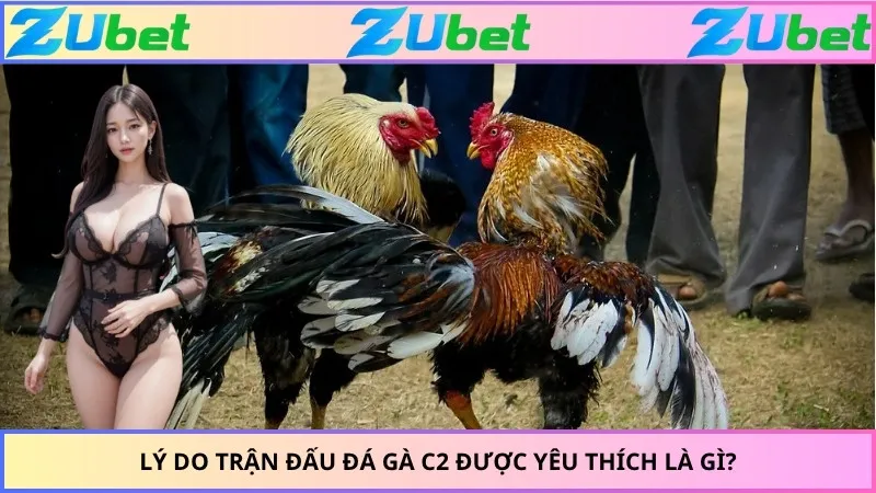 Lý do trận đấu đá gà C2 được yêu thích là gì?