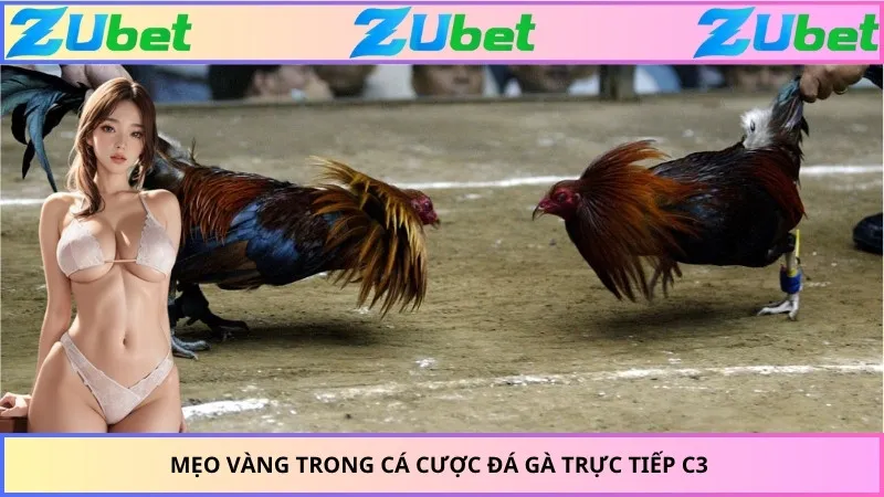 Mẹo vàng trong cá cược đá gà trực tiếp C3