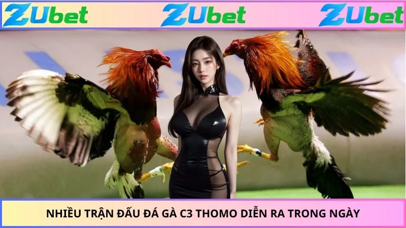 Nhiều trận đấu đá gà C3 Thomo diễn ra trong ngày