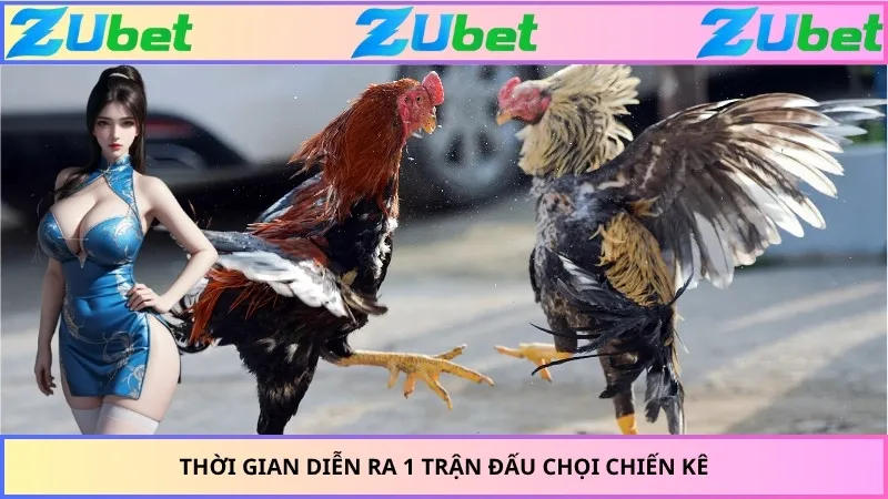 Thời gian diễn ra 1 trận đấu chọi chiến kê