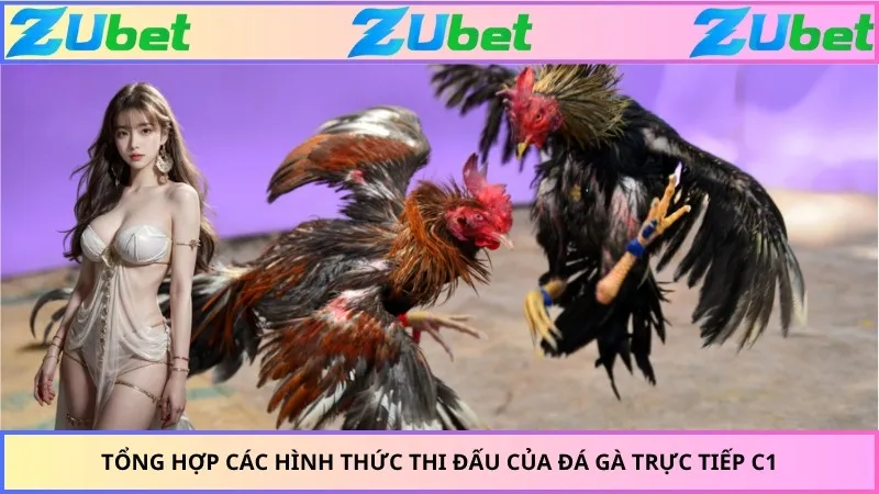 Tổng hợp các hình thức thi đấu của đá gà trực tiếp c1
