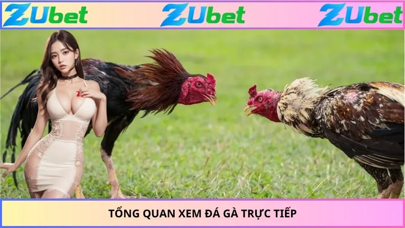 Tổng quan xem đá gà trực tiếp