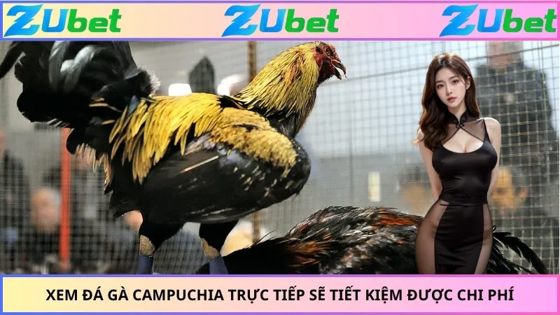 Xem đá gà Campuchia trực tiếp sẽ tiết kiệm được chi phí